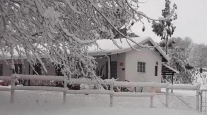 Sycamore Avenue Treehouses