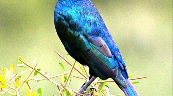 Dungbeetle River Lodge