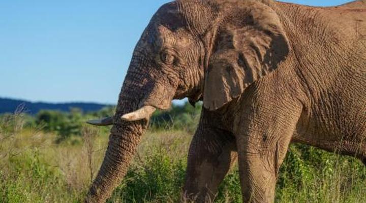 Sediba Private Game Lodge