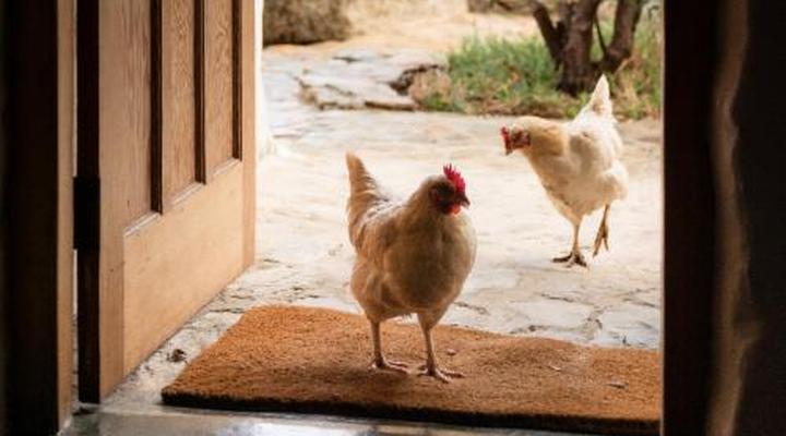 Olive Stone Farm and Cottages