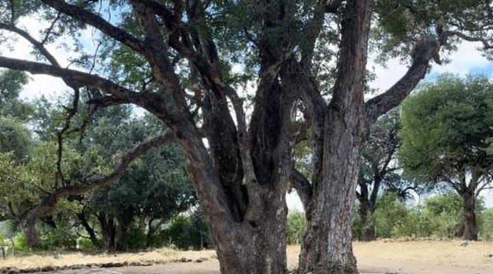 Limpokwena Nature Reserve