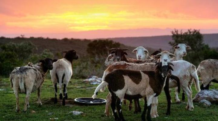 Bellevue Forest Reserve