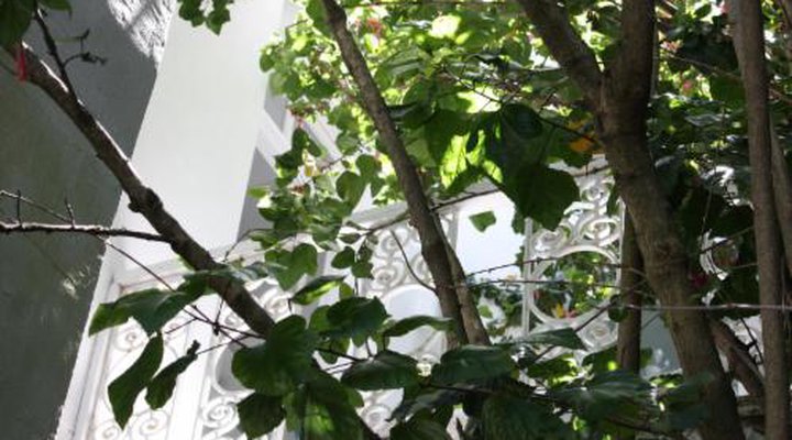 Wowhaus Tranquil Garden Apartment