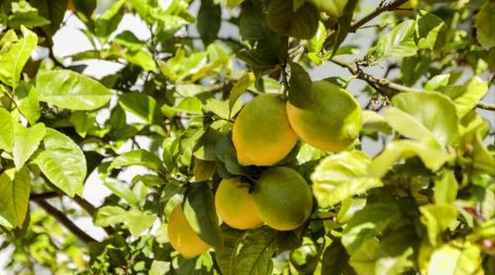 Hillingdale on Alexandra