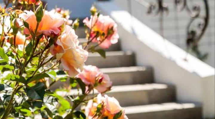 Hillingdale on Alexandra