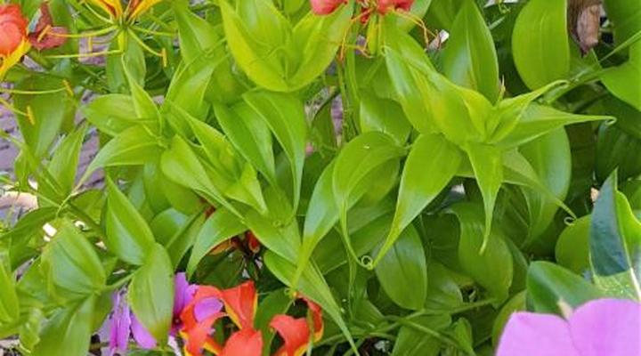 Hemel & Aarde Village Accommodation