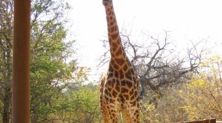 Wild Dog Guest Lodge