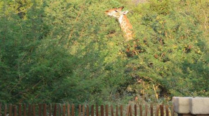 Wild Dog Guest Lodge