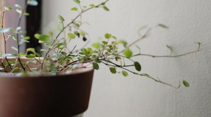 Ambers & Grace Guest Farm