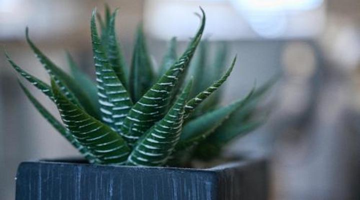 Atlantic Oasis Guest House