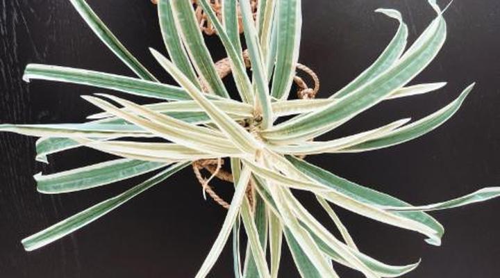 Silverstreams Lodge and Cottages