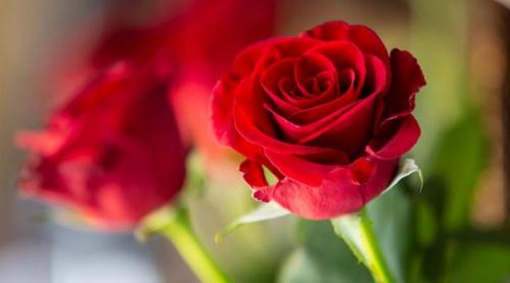 Ridgeworth Boutique Guesthouse