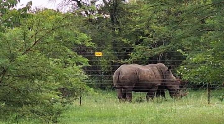 Thorn Tree Bush Camp - Tented camps and cabins