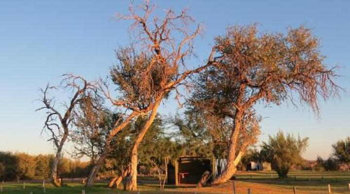 Kameeldoring Camping