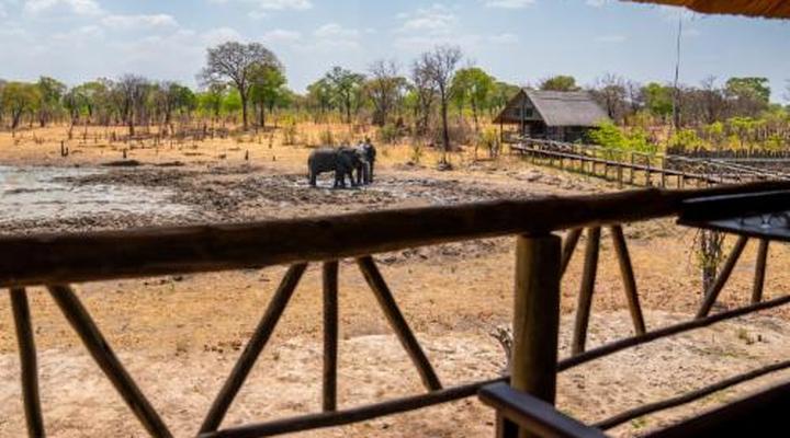 Chobe Mopani Forest Lodge