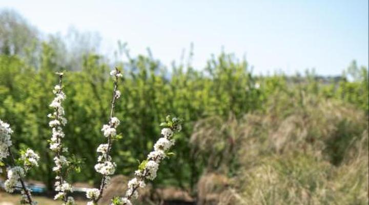 Brenaissance Wine & stud Estate