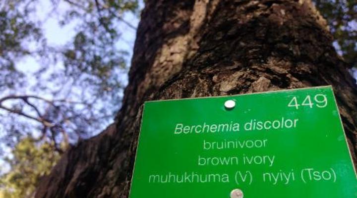 Nthakeni Bush & River Camp