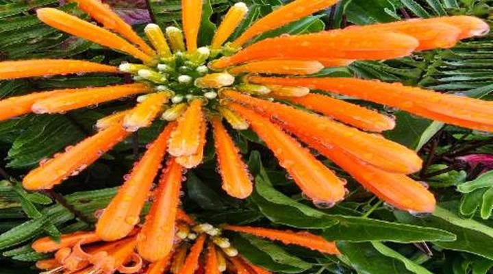 Mosswood Bed & Breakfast