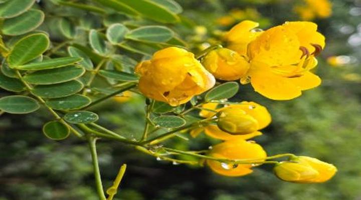 Mosswood Bed & Breakfast