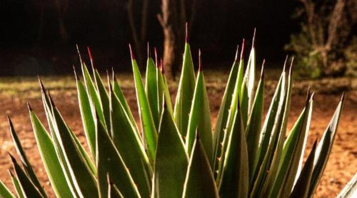 Sondela Nature Reserve & Spa Makhato Lodges