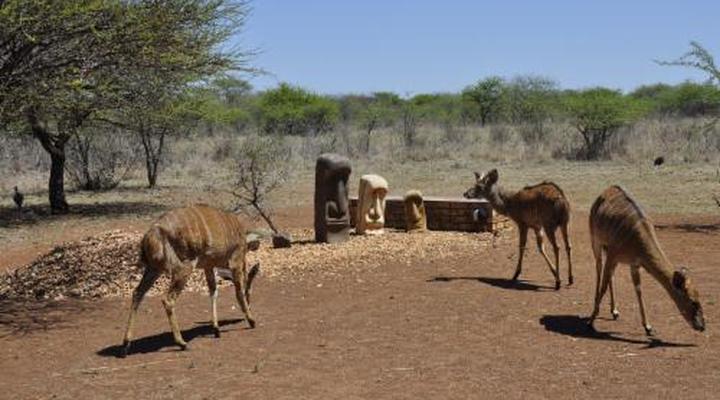 Sondela Nature Reserve & Spa Makhato Lodges