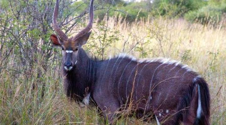 Sondela Nature Reserve & Spa Makhato Lodges