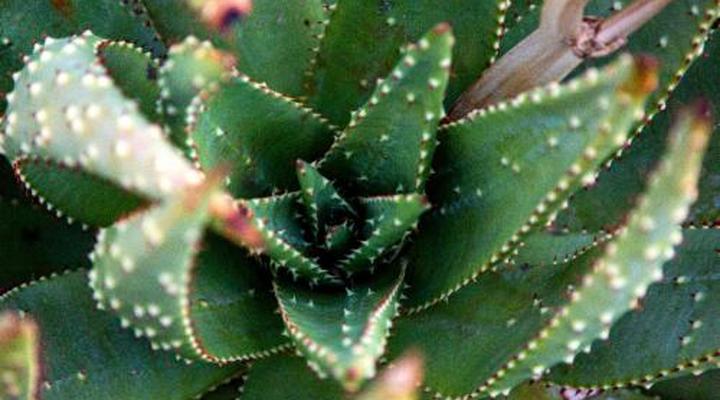 Sondela Nature Reserve & Spa Makhato Lodges