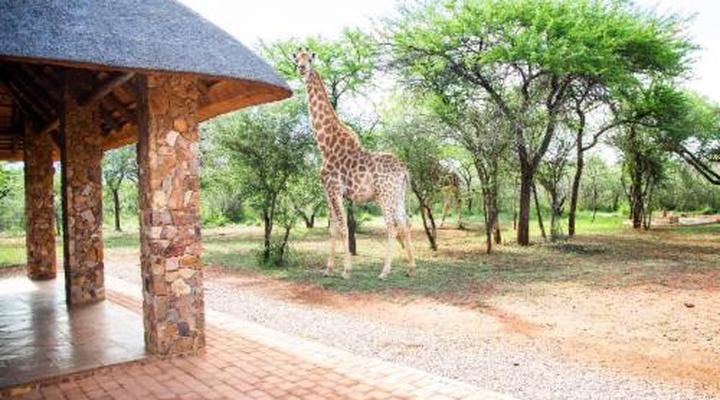 Sondela Nature Reserve & Spa Makhato Lodges