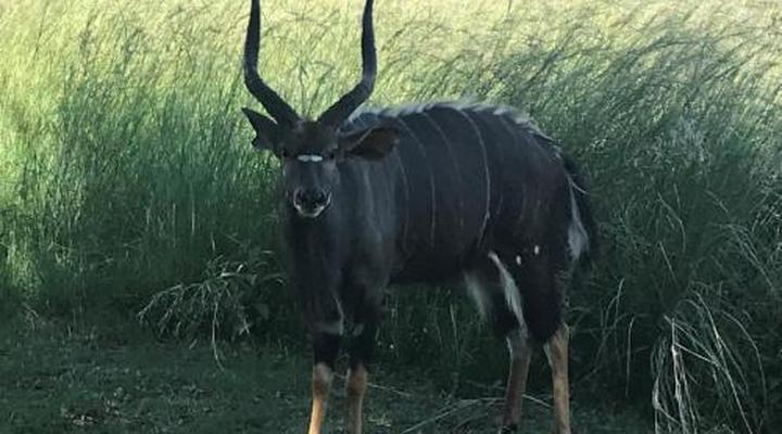 Sondela Nature Reserve & Spa Makhato Lodges