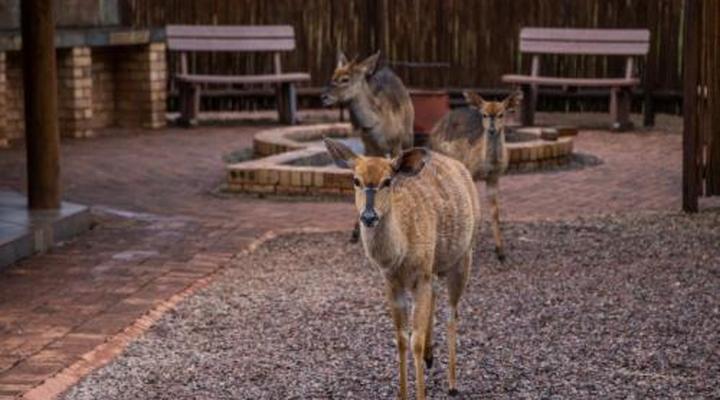 Sondela Nature Reserve & Spa Makhato Lodges