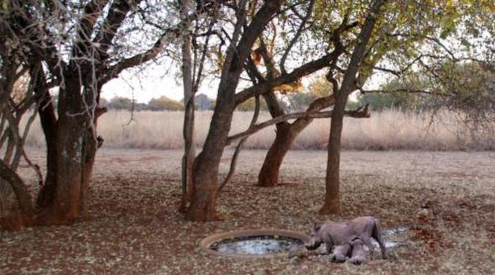 Sondela Nature Reserve & Spa Makhato Lodges