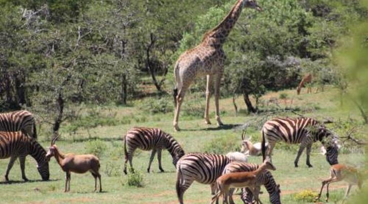 Simbonga Game Reserve & Sanctuary