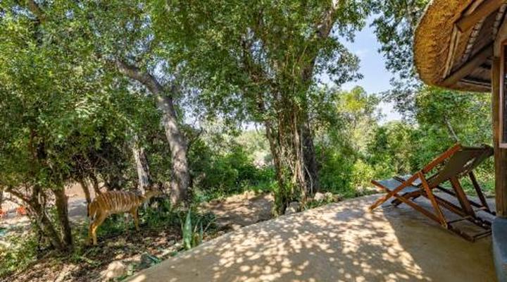 Umlani Bush Camp Timbavati Game Reserve