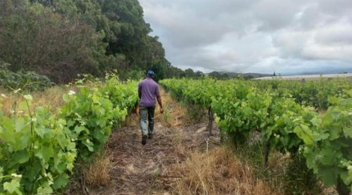 Merwenstein Guest Farm