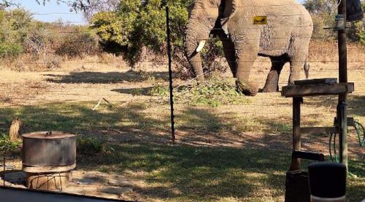 Thorn Tree Bush Camp - Tented camps and cabins