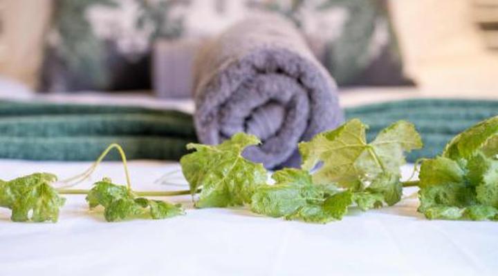 Otavi Vineyards Self-catering & Camping