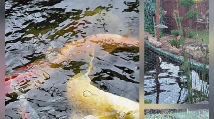 Rustic Forest Guest House