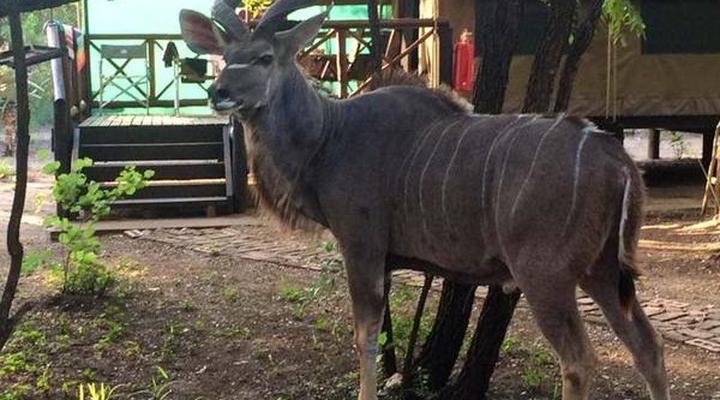 Marlothi Safari Park