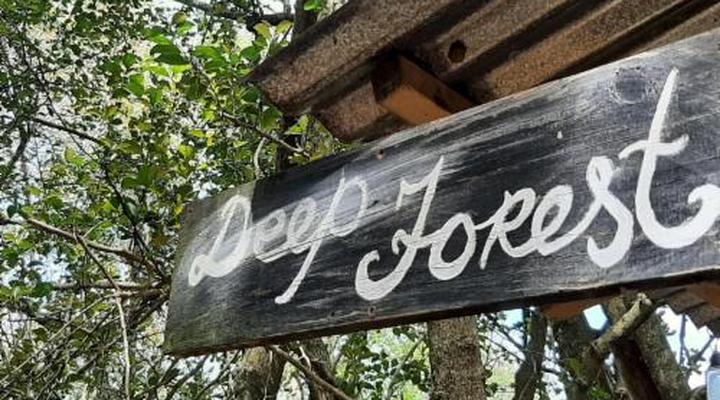 Peace of Eden Vegan Forest Getaway