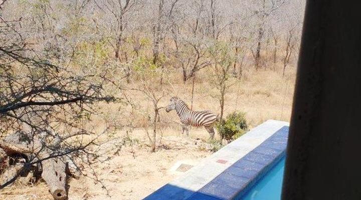 Lionsview Private Lodge