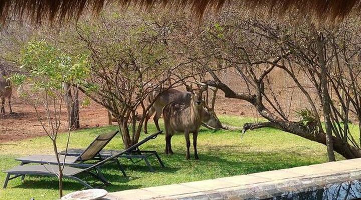 Call of the Wild Lodge