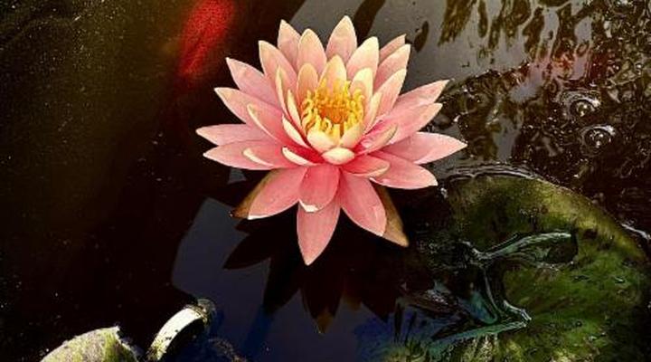 Constantiaberg Eco-Villa