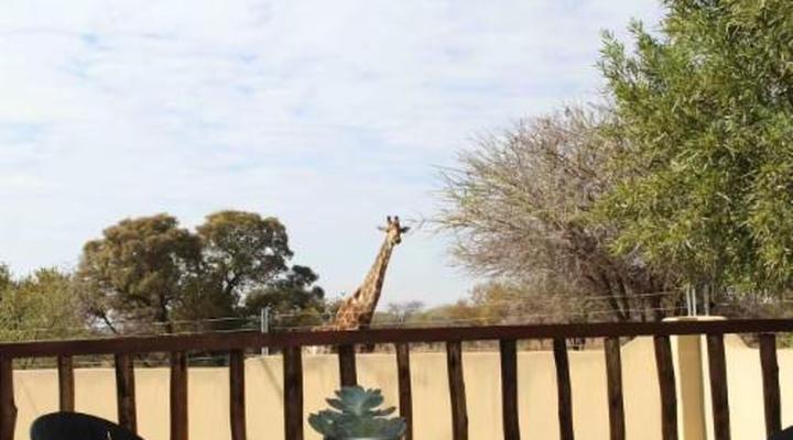 46 Fisant in Dinokeng