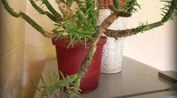 Spoelklippie Guesthouse (Whole house & Whole Flat)