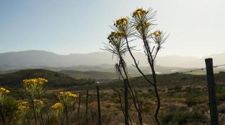 Smitten Guest Cottages