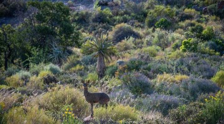 Daniel's Kraal Guest Farm