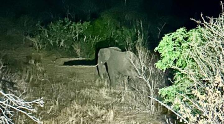 Balule Bushveld Safari Lodge