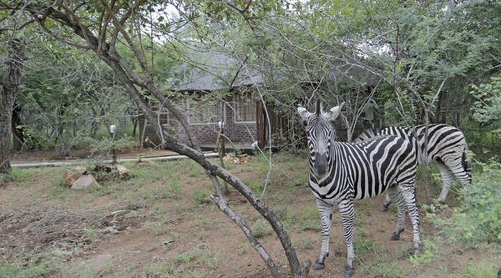 Tusk Bush Lodge & Photographic Safaris