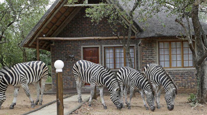 Tusk Bush Lodge & Photographic Safaris