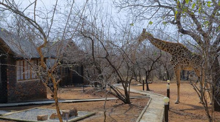 Tusk Bush Lodge & Photographic Safaris